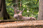 red deer