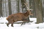 red deer
