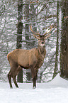 red deer
