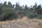 red deer