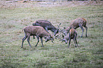 red deer