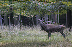 red deer