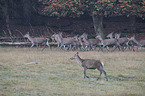 red deer