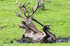 red deer