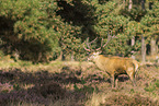 red deer