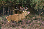 red deer