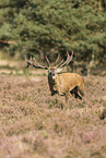 red deer