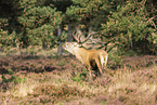 red deer