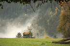 standing Red Deer
