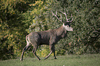 walking Red Deer