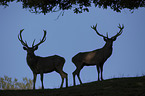 standing Red Deer