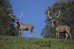 standing Red Deer