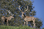 standing Red Deer