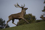 running Red Deer