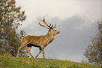 walking Red Deer