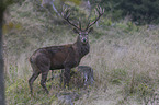 standing Red Deer