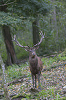 standing Red Deer