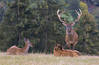 standing Red Deer