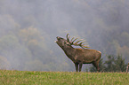 standing Red Deer