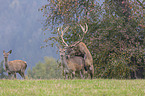 standing Red Deer