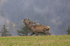 running Red Deer