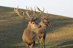 standing Red Deer