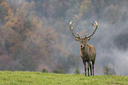 standing Red Deer