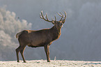 standing Red Deer