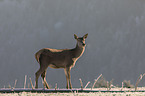 standing Red Deer