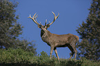 red deer