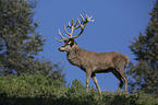 red deer