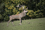 red deer