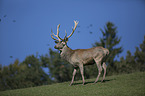 red deer