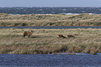 standing Red Deers