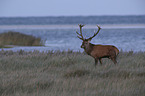 standing Red Deer