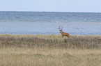 standing Red Deer