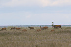 Red Deer on the Dar