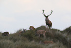 standing Red Deers