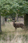 standing Red Deer