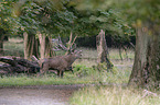 standing Red Deer