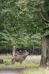 walking Red Deer