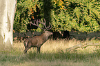 standing Red Deer