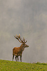 red deer