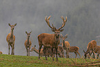 red deer