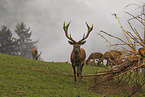 red deer