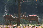 standing Red Deers