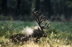 lying Red Deer