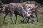 fighting Red Deers