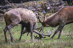 fighting Red Deers
