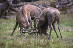 fighting Red Deers